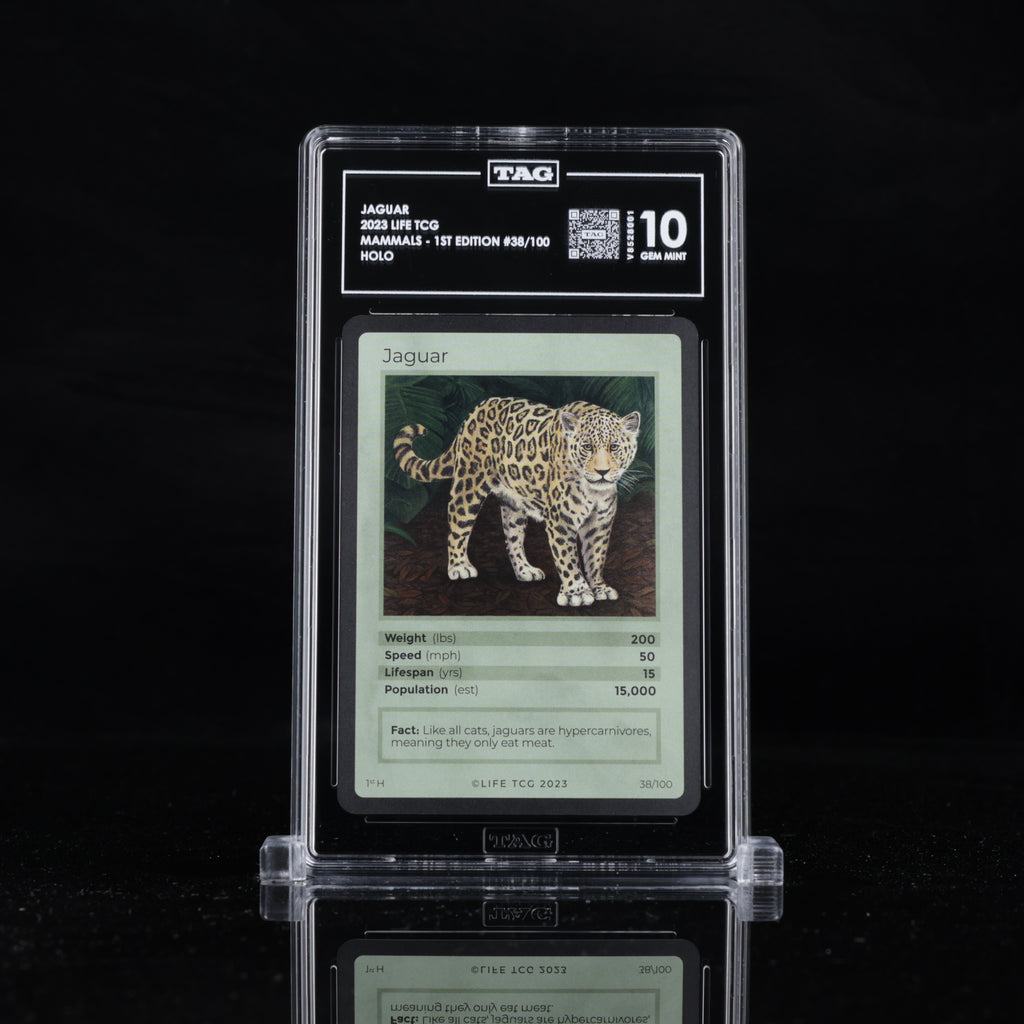 Jaguar - TAG 10 GEM MINT | Life TCG | Mammals 1st Edition | Holo