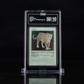 Jaguar - TAG 10 GEM MINT | Life TCG | Mammals 1st Edition | Holo