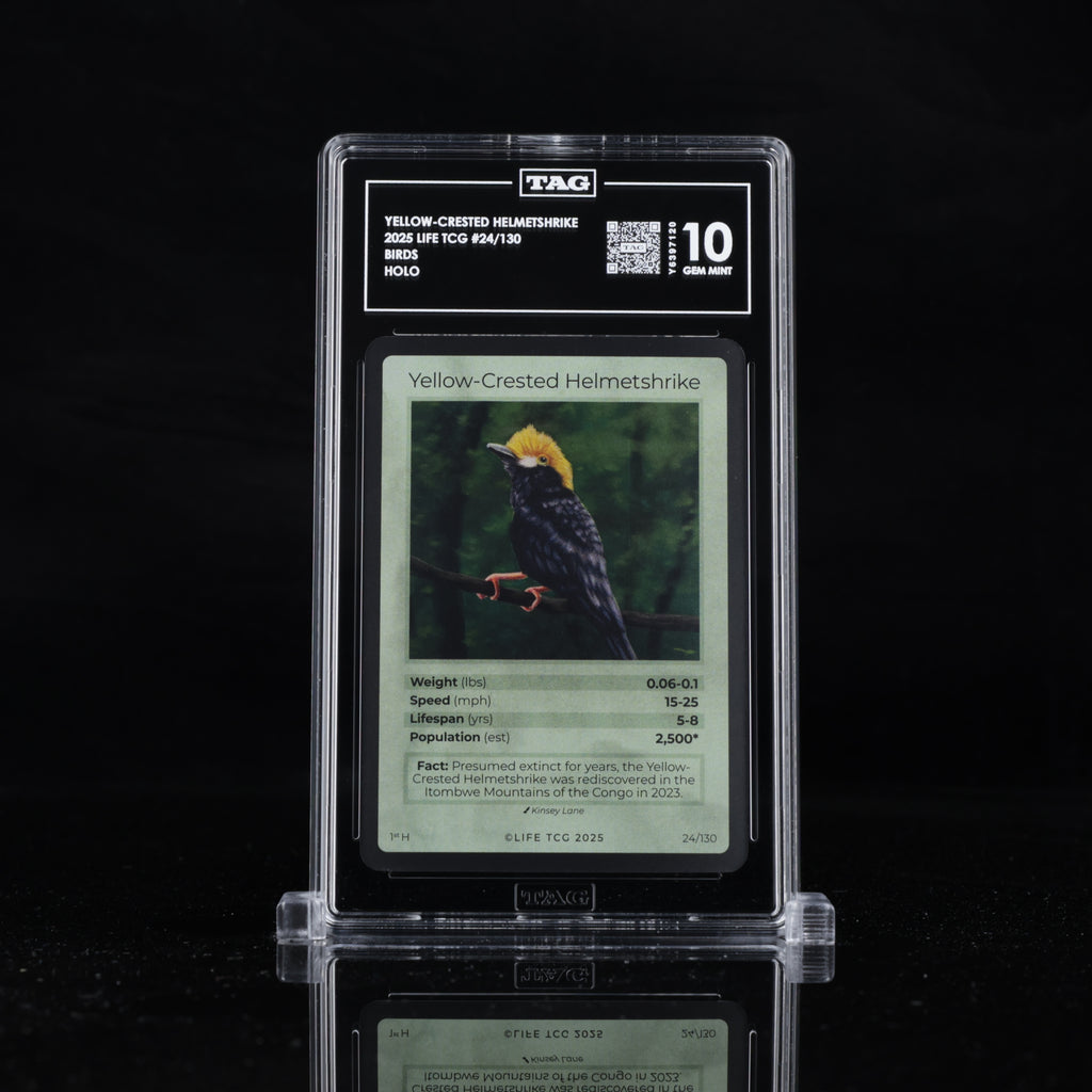 Yellow-Crested Helmetshrike - TAG 10 GEM MINT | Life TCG | Birds | Holo