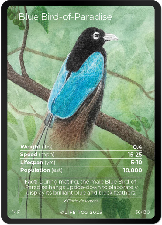 Blue Bird-of-Paradise — Birds Full Art #36/130 | LIFE TCG | 1st Edition (Pop: 1,000)