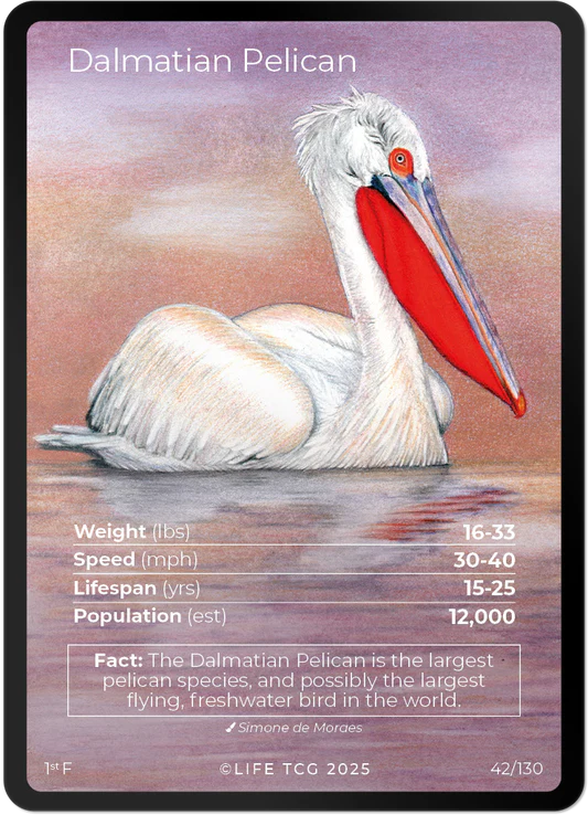 Dalmatian Pelican — Birds Full Art #42/130 | LIFE TCG | 1st Edition (Pop: 1,200)