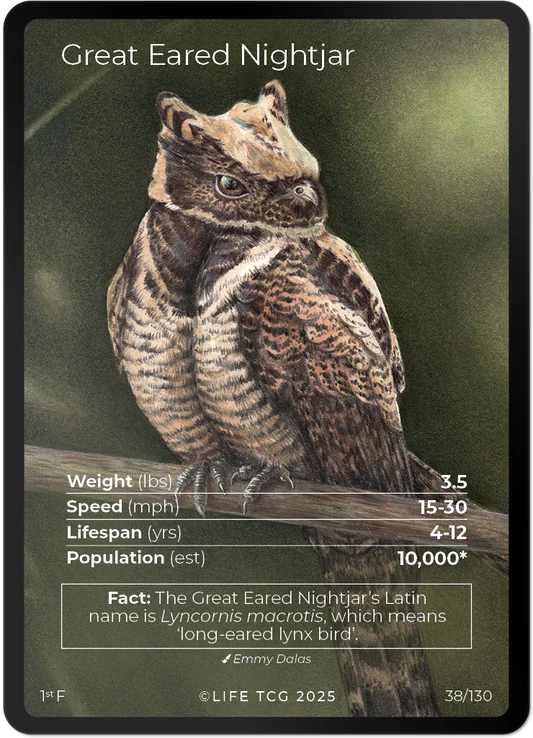 Great Eared Nightjar — Birds Full Art #38/130 | LIFE TCG | 1st Edition (Pop: 1,000)