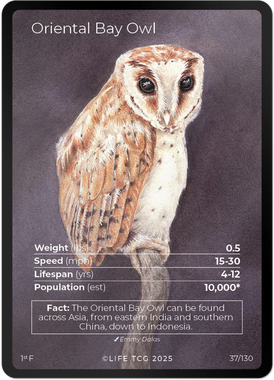 Oriental Bay Owl — Birds Full Art #37/130 | LIFE TCG | 1st Edition (Pop: 1,000)