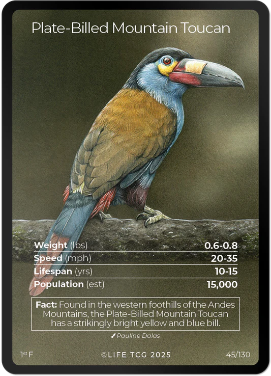 Plate-Billed Mountain Toucan — Birds Full Art #45/130 | LIFE TCG | 1st Edition (Pop: 1,500)