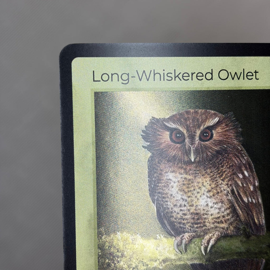 Long-Whiskered Owlet — Birds Holo #20/130 | LIFE TCG | 1st Edition (Pop: 1,000) (photo 2)
