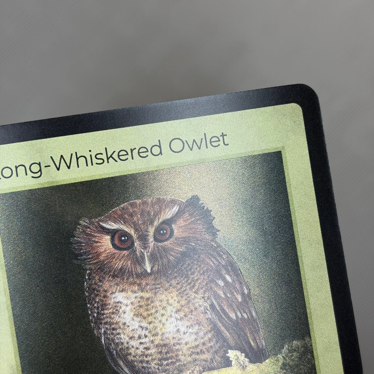 Long-Whiskered Owlet — Birds Holo #20/130 | LIFE TCG | 1st Edition (Pop: 1,000) (photo 3)