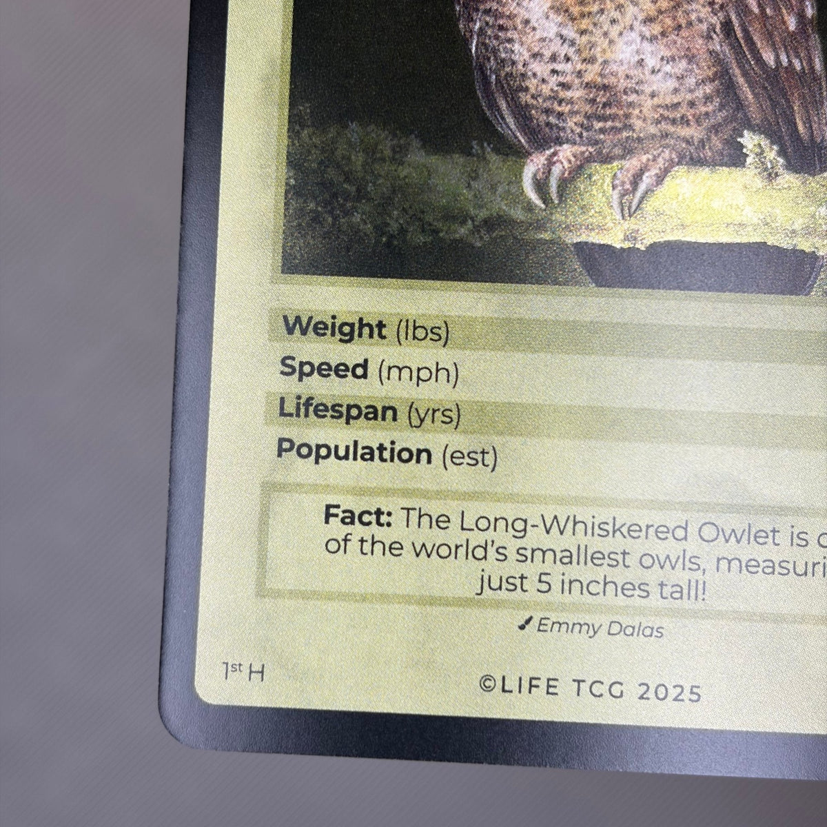 Long-Whiskered Owlet — Birds Holo #20/130 | LIFE TCG | 1st Edition (Pop: 1,000) (photo 4)