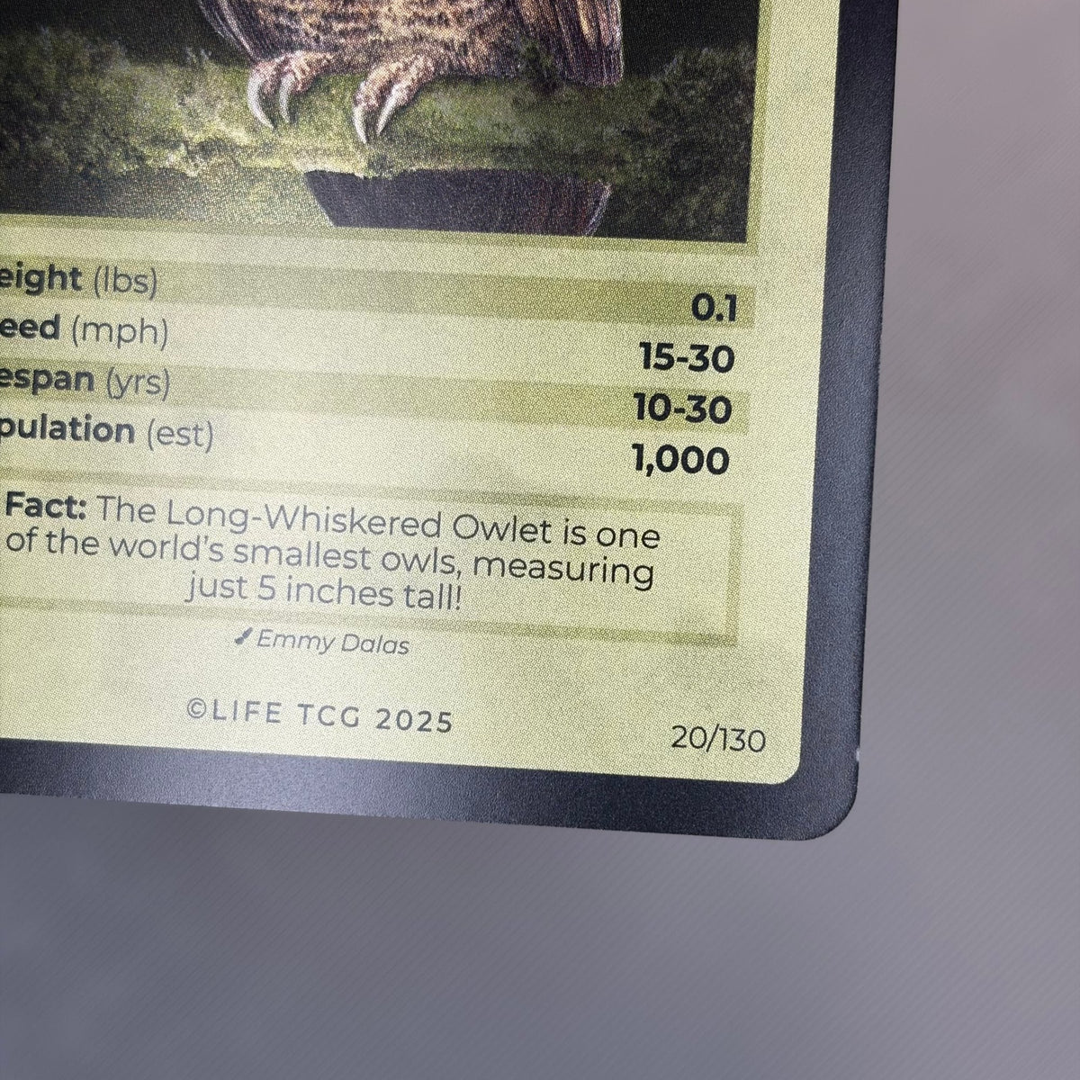 Long-Whiskered Owlet — Birds Holo #20/130 | LIFE TCG | 1st Edition (Pop: 1,000) (photo 5)
