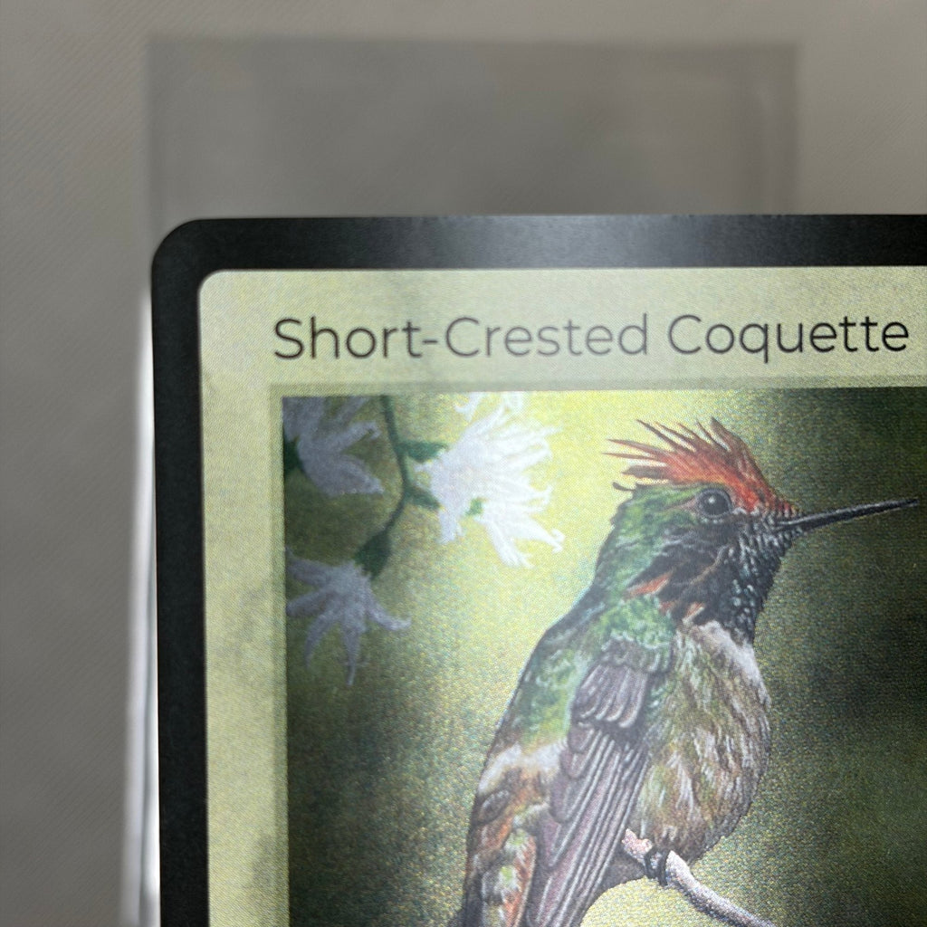 Short-Crested Coquette — Birds Holo #18/130 | LIFE TCG | 1st Edition (Pop: 1,000) (photo 2)