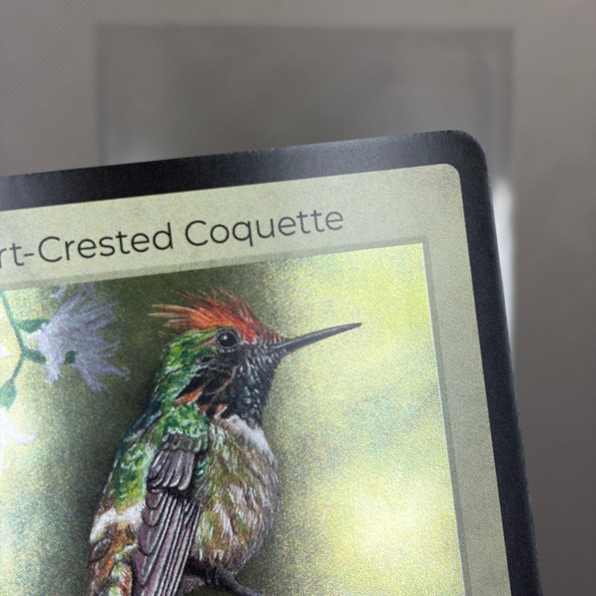 Short-Crested Coquette — Birds Holo #18/130 | LIFE TCG | 1st Edition (Pop: 1,000) (photo 3)