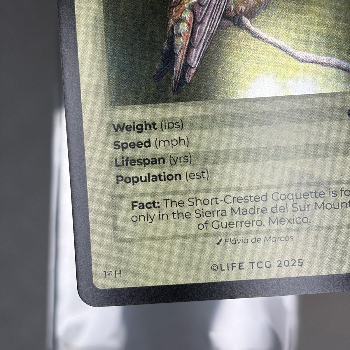 Short-Crested Coquette — Birds Holo #18/130 | LIFE TCG | 1st Edition (Pop: 1,000) (photo 4)