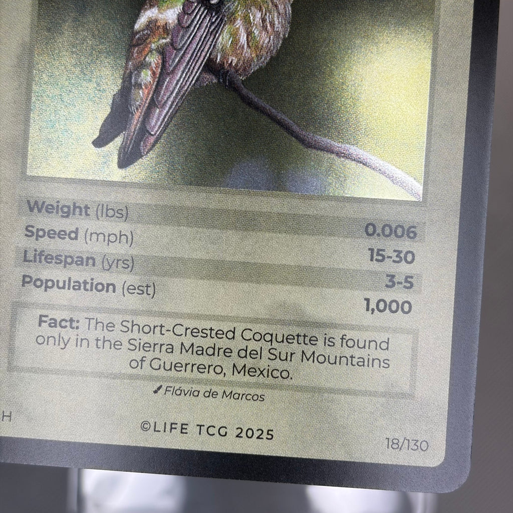 Short-Crested Coquette — Birds Holo #18/130 | LIFE TCG | 1st Edition (Pop: 1,000) (photo 5)