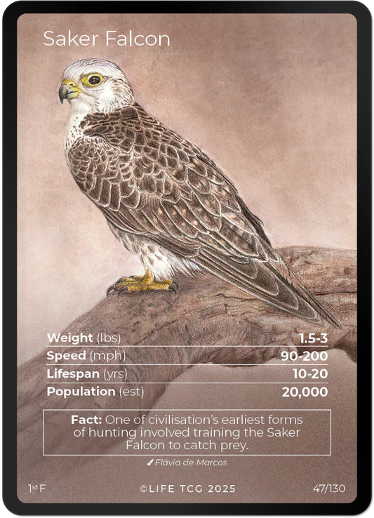 Saker Falcon — Birds Full Art #47/130 | LIFE TCG | 1st Edition (Pop: 2,000)