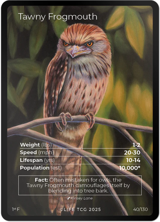 Tawny Frogmouth — Birds Full Art #40/130 | LIFE TCG | 1st Edition (Pop: 1,000)