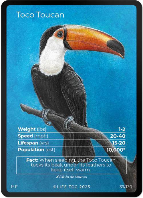Toco Toucan — Birds Full Art #39/130 | LIFE TCG | 1st Edition (Pop: 1,000)
