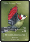 White-Crested Turaco — Birds Full Art #41/130 | LIFE TCG | 1st Edition (Pop: 1,000)